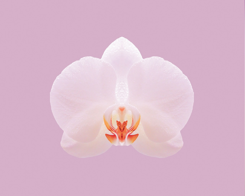 Orchid