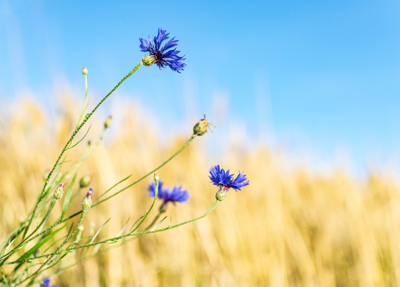 Wildflowers